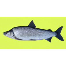 Humpback whitefish