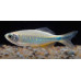 Malabar danio Malabar danio