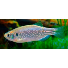 Malabar danio Malabar danio