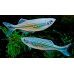 Malabar danio Malabar danio