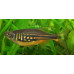 Malabar danio Malabar danio