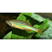 Malabar danio Malabar danio