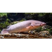 Malapterurus electricus