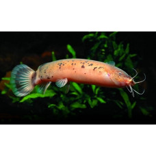 Malapterurus electricus