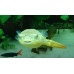 Mbu pufferfish