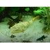 Mbu pufferfish