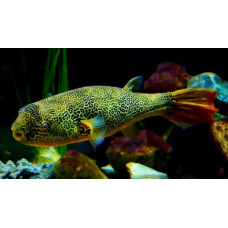 Mbu pufferfish