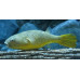 Mbu pufferfish