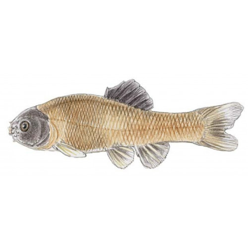 https://allfishes.org/image/cache/catalog/Freshwater/minnow_fathead-500x500.jpg