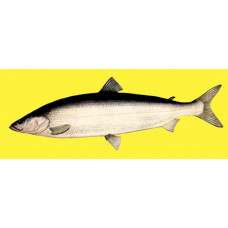 Nelma
