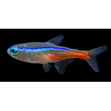 Neon tetra