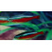Neon tetra