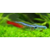 Neon tetra
