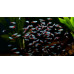 Neon tetra