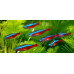 Neon tetra