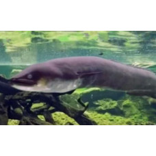 New Zealand longfin eel