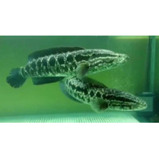 Northern snakehead Northern snakehead