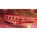 Northern snakehead Northern snakehead
