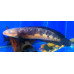 Northern snakehead Northern snakehead