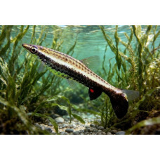 One-lined pencilfish