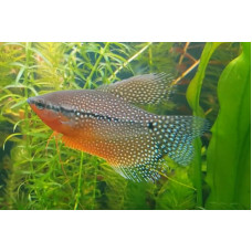 Pearl gourami