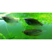 Pearl gourami