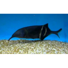Peters's elephant-nose fish