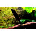 Peters's elephant-nose fish