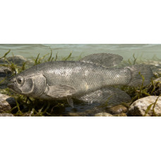 Porous seasonal killifish