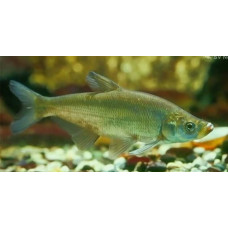 Predatory carp