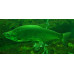 Predatory carp