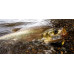 Predatory carp