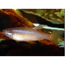 Pyrrhulina filamentosa Pyrrhulina filamentosa