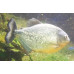 Red-bellied piranha