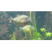 Red-bellied piranha