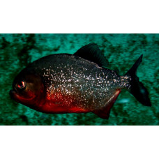 Red-bellied piranha