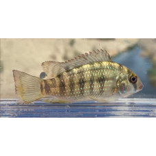 Redbelly tilapia