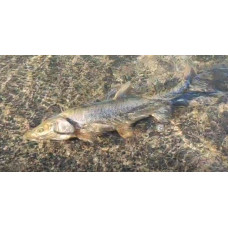 Scaly osman Scaly osman