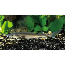 Siberian sturgeon