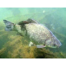 Silver carp Silver carp