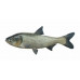 Silver carp Silver carp