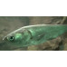 Silver carp Silver carp
