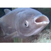 Silver carp Silver carp