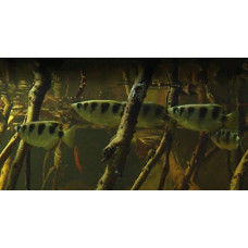 Smallscale archerfish