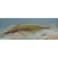 Southern ninespine stickleback