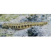Spined loach