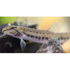 Spined loach