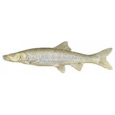 Squawfish, Northern