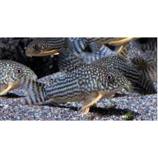 Sterba's corydoras