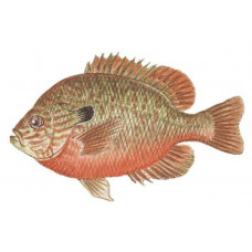 Sunfish, Longear